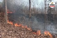 नर्सरी में लगी भीषण आग (photo source- Patrika)