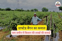 कम जमीन में किसान की लाखों की कमाई (फोटो सोर्स- पत्रिका)