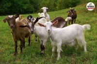 17 बकरा-बकरियों की संदिग्ध मौत (फोटो सोर्स- iStock)