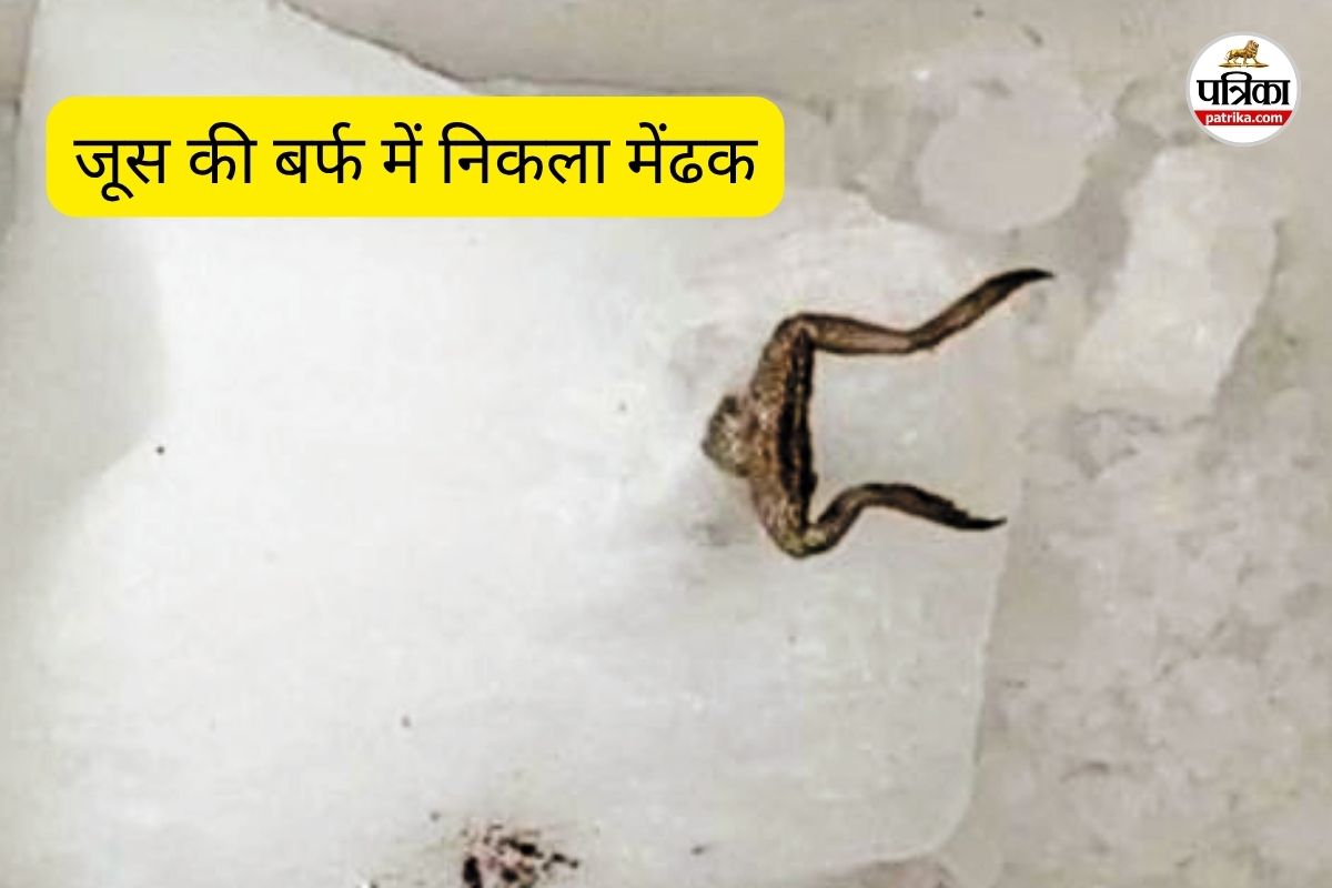 जूस की बर्फ में निकला मेंढक (फोटो सोर्स- पत्रिका)