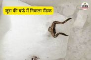 जूस की बर्फ में निकला मेंढक (फोटो सोर्स- पत्रिका)