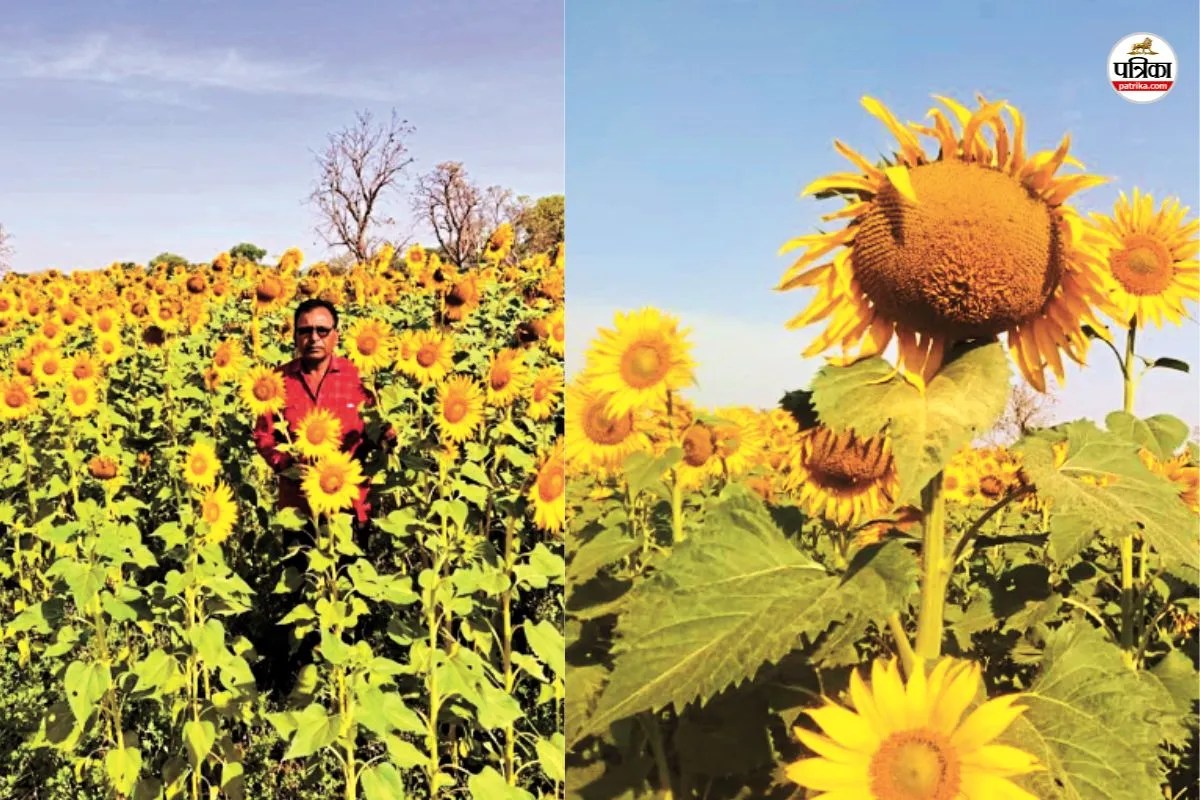 खेतों में लहलहाती सूरजमुखी की फसल, पत्रिका फोटो