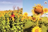 खेतों में लहलहाती सूरजमुखी की फसल, पत्रिका फोटो