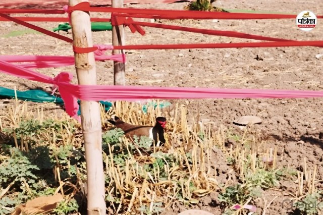 टिटहरी और उसके अंडों की सुरक्षा के लिए लगाए बैरिकेड, पत्रिका फोटो