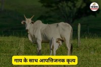 गाय के साथ आपत्तिजनक कृत्य (फोटो सोर्स- पत्रिका)