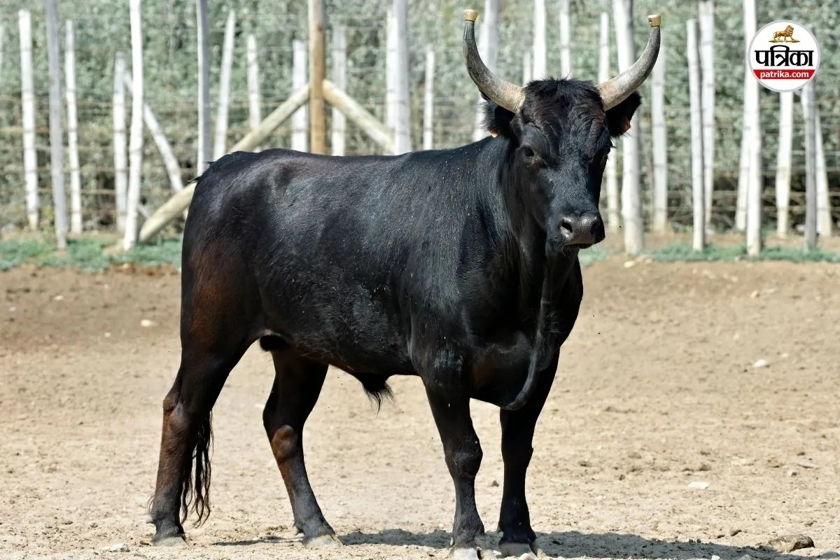 एक हफ्ते में 5 बैलों की मौत (फोटो सोर्स- Pexels)