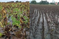 सोयाबीन-मूंगफली की फसल बर्बाद, किसान बेहाल, पत्रिका फाइल फोटो