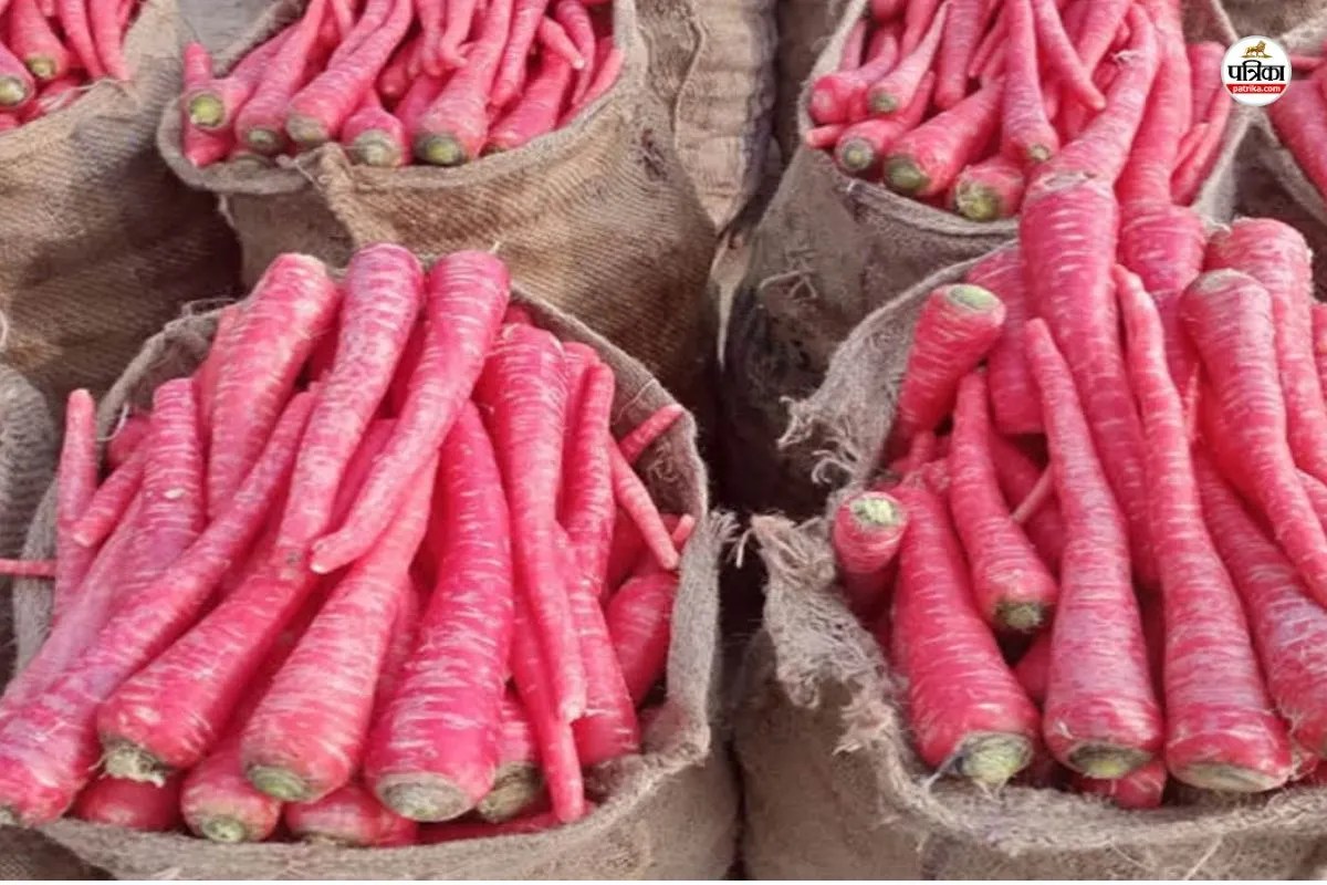 International Carrot Day Rajasthan Sri Ganganagar district carrots sweetness crazy entire country There is a lot of earning