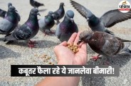 Diseases By Pigeons