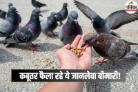 Diseases By Pigeons