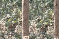 परिवार संग प्रकृति के बीच बिताए सुकून भरे पल, अचानक दिखा जंगल का ‘राजा’ (फोटो सोर्स : भाषा WhatsApp News Group)