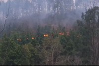 Fire in forest