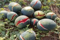 Dausa hailstorm news, Lalsot rain damage, Rajasthan crop loss, Rahuwas farmers loss, Ramgarh Pachwara weather, Nirjharna hailstorm impact, Rajasthan agriculture news, hailstorm vegetable damage, fennel crop loss Rajasthan, wheat crop rain damage, Dausa weather update, Rajasthan farmer crisis, rural Rajasthan news, Lalsot hailstorm villages, Rajasthan rainfall impact