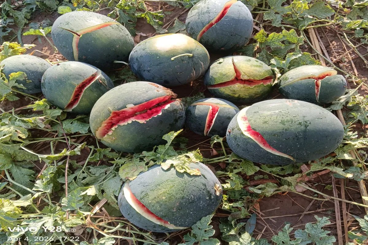 Watermelon Food Poisoning Case