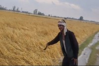 माधोगंज क्षेत्र के कई गांवों में एक घंटे तक मौसम का तांडव, बड़े ओलों ने गेहूं की फसल को भारी नुकसान पहुंचाया (फोटो सोर्स : भाषा WhatsApp News Group)