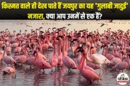 Sambhar Lake Jaipur