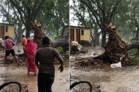 भारी भरकम पेड़ गिरा, फोटो सोर्स- वीडियो ग्रैब