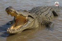 crocodile attack
