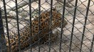 Lab tests have found 12 leopards innocent and they have been released from cages into the wild