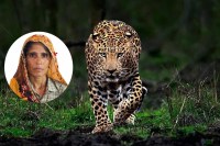 Sawai Madhopur leopard attack, Rajasthan wildlife attack news, mother saves child leopard attack, Ram Singhpura village incident, Ranthambore area leopard movement, Rajasthan human wildlife conflict, leopard attack on child India, brave mother saves son story, wildlife threat rural Rajasthan, forest department negligence Rajasthan, Sawai Madhopur news update, leopard terror village Rajasthan, child injured wildlife attack, Indian rural wildlife incident, leopard attack survival story