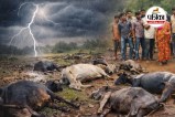 आकाशीय बिजली गिरने से मवेशियों की मौत (photo source- Patrika)