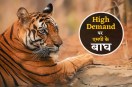 MP tiger in demand in indian states