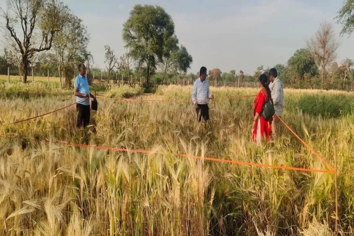 Rajasthan Crop Insurance