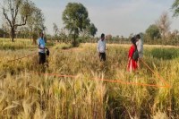 Rajasthan Crop Insurance