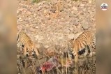 Ranthambore