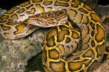 Rock Python