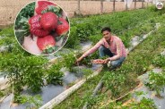 Strawberry Farming Alwar