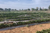 Dausa strawberry farming, Rajasthan strawberry cultivation, Shyam University Dausa agriculture, strawberry farming model Rajasthan, drip irrigation farming India, mulching technique farming, high profit crops Rajasthan, cash crops farming India, Rajasthan agriculture innovation, strawberry production India, Dausa farming news, modern farming Rajasthan, agri technology India, farmer income growth Rajasthan, strawberry processing unit India