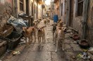 Street Dog Attack On baby