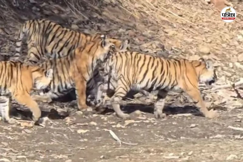 Tigress Durga and Her Cubs