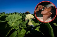 Tobacco consumption in India