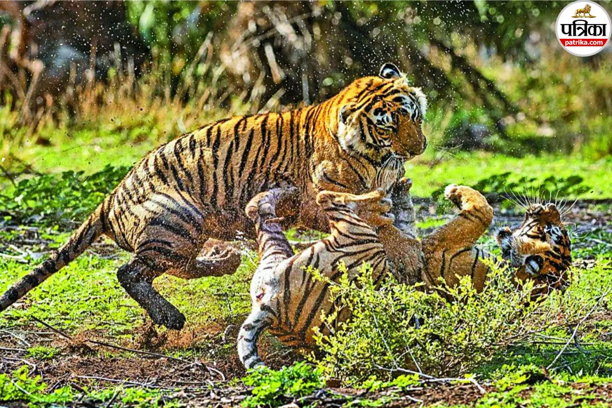 Ranthambore Safari Rates Hike Tigers to Cost More from Today Check New Gypsy and Canter Prices Here