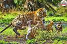 Ranthambore Safari Rates Hike Tigers to Cost More from Today Check New Gypsy and Canter Prices Here