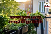 Lucky Plants for Balcony, Balcony Vastu Tips, Lucky Green Plants,