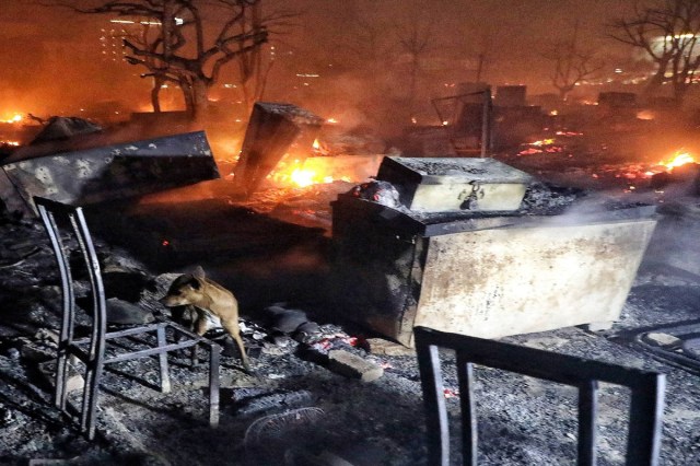 

 हाईकोर्ट सख्त, प्रशासन से जवाब तलब, पीड़ितों के पुनर्वास पर जोर    (फोटो सोर्स : भाषा WhatsApp News Group) 
