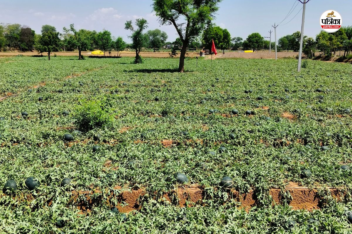 Watermelon and muskmelon-1