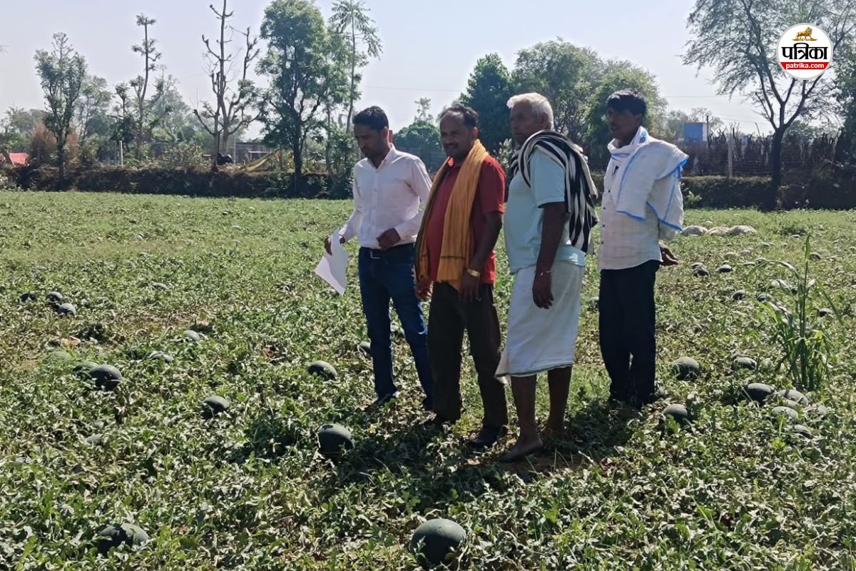 Watermelon and muskmelon-1