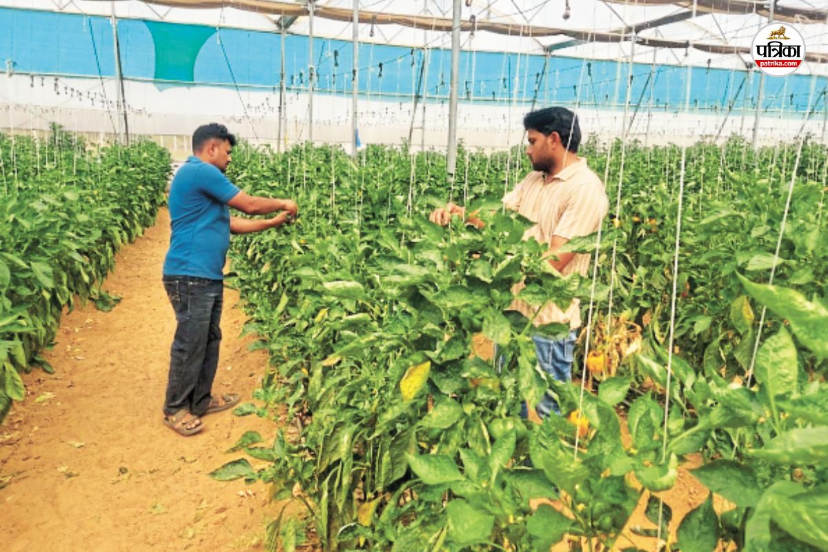 Watermelon and muskmelon-1
