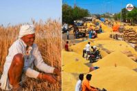 Rajasthan farmers sad faces blossomed Now FCI will also buy up to 50 percent dull wheat
