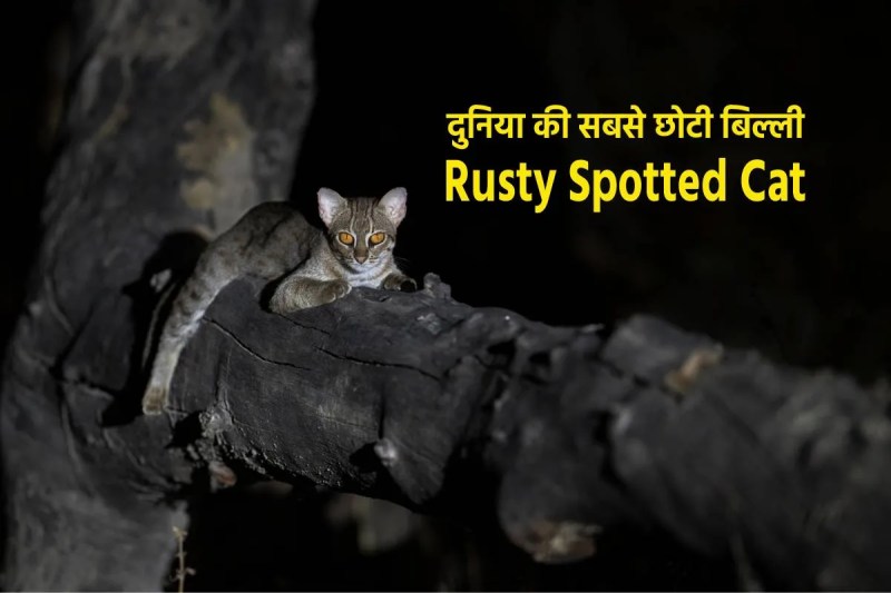 Worlds Smallest Cat Rusty Spotted Cat in VDTR Nauradehi Tiger Reserve MP
