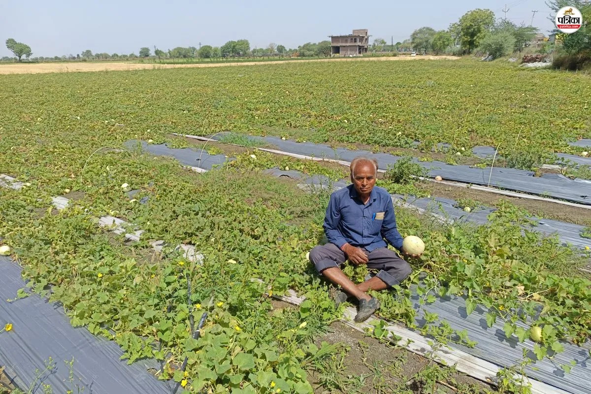 Yellow Watermelon Farming