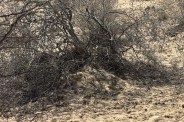 bikaner murder