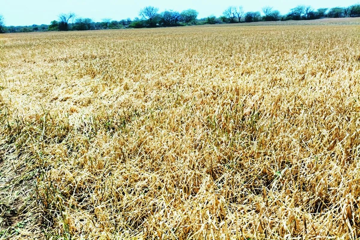 Bundi : गेहूं, चना, कलौंजी और सब्जी की फसलें हुई चौपट, मुआवजे की मांग