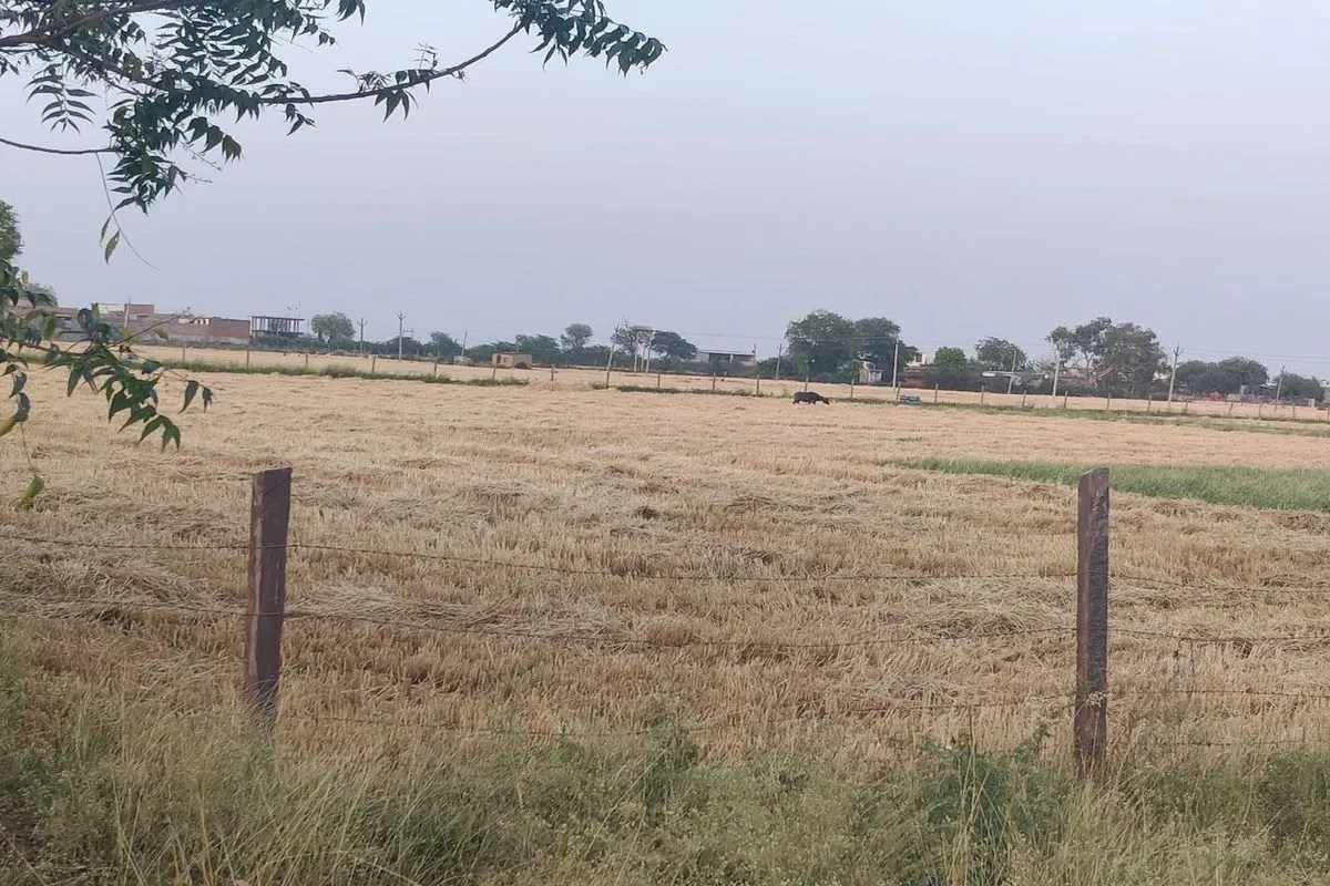 खेत में किसानों ने बोया गेहूं, पटवारियों ने पड़त बताया