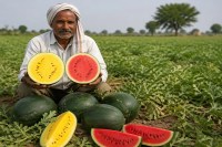 CG News: छत्तीसगढ़ में तरबूज की नई प्रजाति की खेती, बाहर से हरा और काटने पर निकलता है पीला-लाल