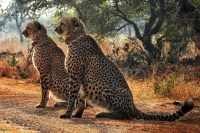 Cheetah Conservation